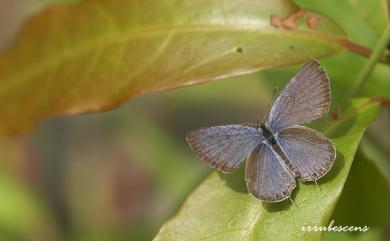 Everes argiades hellotia (Ménétriés, 1857) 燕藍灰蝶