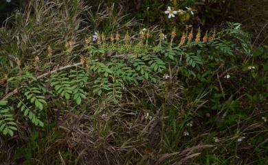 Indigofera suffruticosa Mill. 野木藍