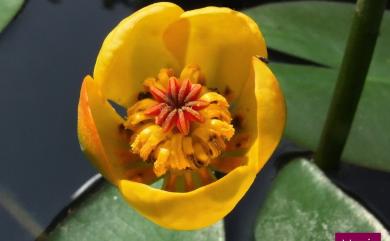 Nuphar pumila (Timm) DC. 臺灣萍蓬草