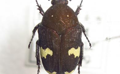 Clinteria aeneofusca Bourgoin, 1915 灰斑擬黑花金龜