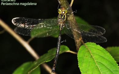 Periaeschna magdalena Martin, 1909 柱鋏晏蜓