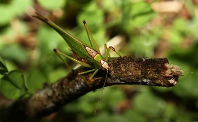 Tettigoniidae 螽斯科