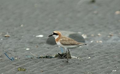 Charadrius leschenaultii leschenaultii Lesson, 1826 鐵嘴鴴