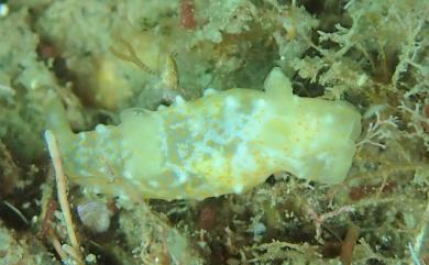 Gymnodoris okinawae Baba, 1936 沖繩多角海牛