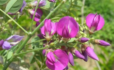 Millettia pulchra var. microphylla 小葉魚藤