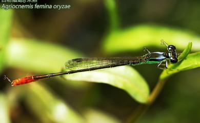 Agriocnemis femina oryzae Lieftinck, 1962 白粉細蟌