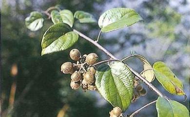 Actinidia latifolia (Gardner & Champ.) Merr. 闊葉獼猴桃