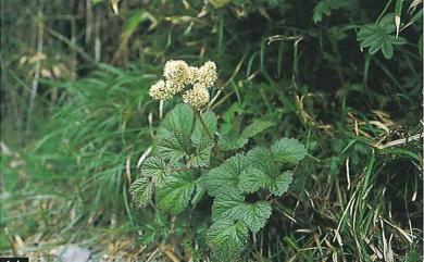 Astilbe macroflora Hayata 阿里山落新婦