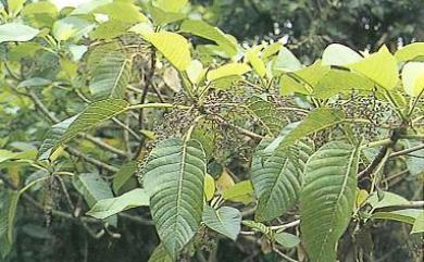 Dendrocnide kotoensis (Hayata ex Yamam.) B.L.Shih & Yuen P.Yang 紅頭咬人狗