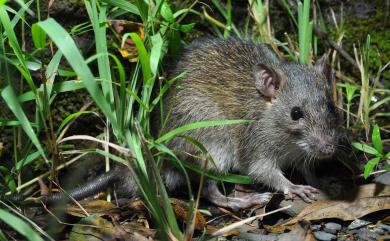 Rattus losea (Swinhoe, 1871) 小黃腹鼠