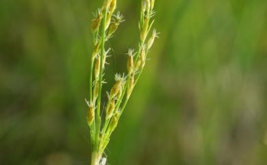 Fimbristylis eragrostis 紫穗飄拂草