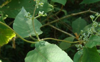 Paederia cavaleriei H.Lév. 毛雞屎藤