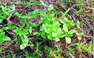 Richardia scabra L. 擬鴨舌癀