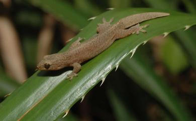 Lepidodactylus yami Ota, 1987 雅美鱗趾虎