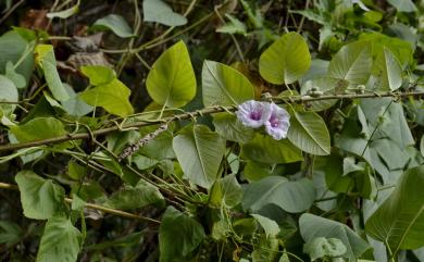 Argyreia akoensis 屏東朝顏