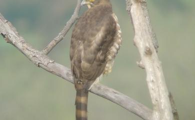 Accipiter trivirgatus formosae Mayr, 1949 鳳頭蒼鷹(台灣特有亞種)