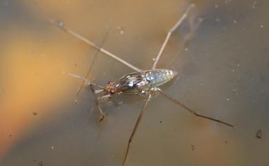 Gerris gracilicornis (Horvath, 1879) 褐斜斑黽椿象