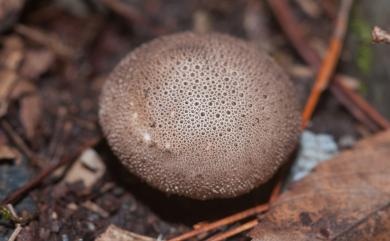 Lycoperdon perlatum 網紋馬勃