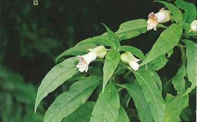 Hemiboea bicornuta (Hayata) Ohwi 角桐草