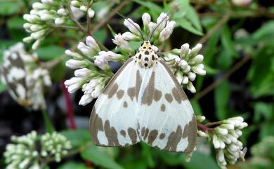 Nyctemera carissima formosana (Swinhoe, 1908)