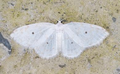 Dipriodonta minima Inoue, 1988 小四點白鉤蛾