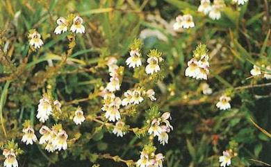 Euphrasia transmorrisonensis var. transmorrisonensis 玉山小米草