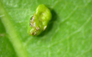 Aceria virosae Huang, 2007 瘤節蜱