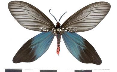 Histia flabellicornis ultima Hering, 1922 重陽木螢斑蛾