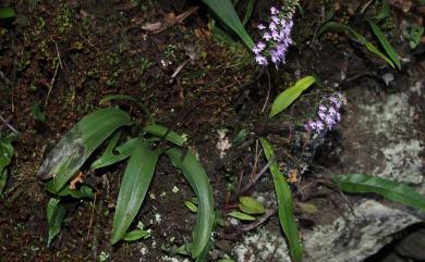 Amitostigma gracile (Blume) Schltr. 小雛蘭