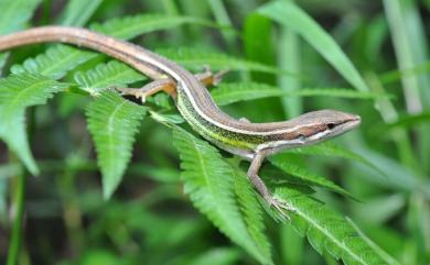 Takydromus viridipunctatus Lue & Lin, 2008 翠斑草蜥