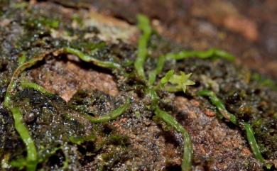Taeniophyllum complanatum Fukuy. 扁蜘蛛蘭