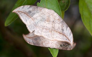 Drepana pallida nigromaculata Okano, 1959 一點鉤蛾