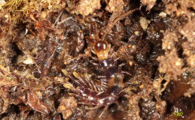 Lithobius ongi Takakuwa, 1939 王氏石蜈蚣