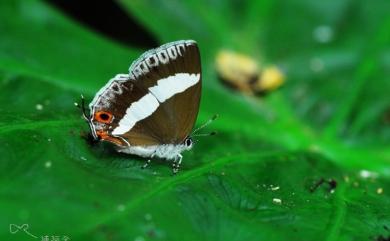 Euaspa milionia formosana Nomura, 1931 鋩灰蝶