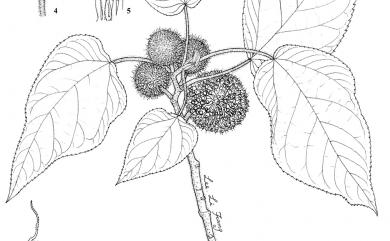 Broussonetia papyrifera 構樹