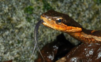 Pseudagkistrodon rudis (Boulenger, 1906) 擬龜殼花