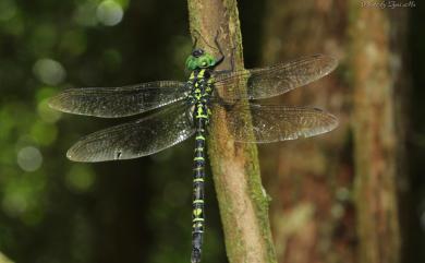 Polycanthagyna erythromelas McLachlan 朱黛晏蜓