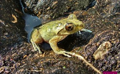 Buergeria robusta (Boulenger, 1909) 褐樹蛙