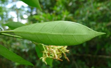 Anodendron affine 小錦蘭