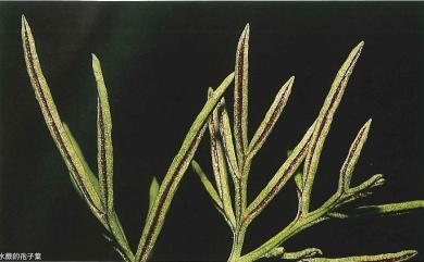 Ceratopteris thalictroides (L.) Brongn. 水蕨