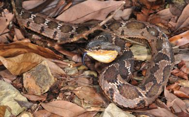 Pseudagkistrodon rudis (Boulenger, 1906) 擬龜殼花