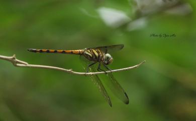 Potamarcha congener congener (Rambur, 1842) 溪神蜻蜓