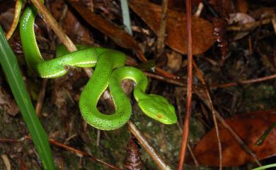 Trimeresurus stejnegeri Schmidt, 1925 赤尾青竹絲