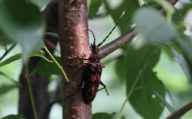 Aeolesthes oenochrous (Fairmaire, 1889) 霧社血斑天牛