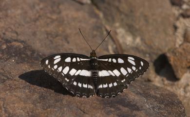 Athyma perius (Linnaeus, 1758) 玄珠帶蛺蝶