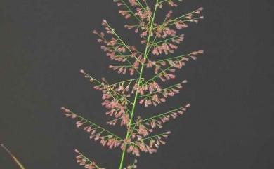 Eragrostis amabilis 鯽魚草