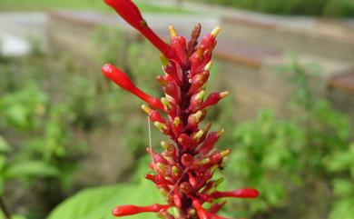 Odontonema strictum 紅樓花