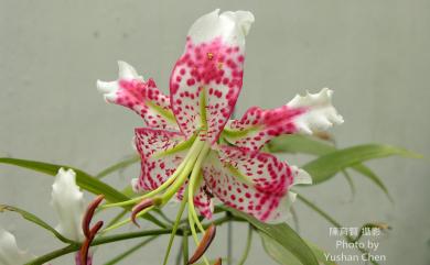 Lilium speciosum var. gloriosoides Baker 艷紅鹿子百合