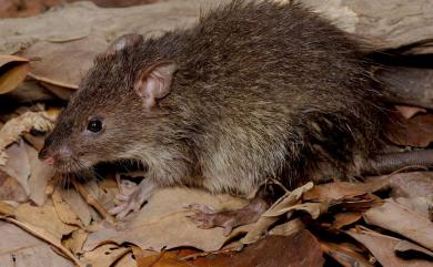 Bandicota indica (Bechstein, 1800) 鬼鼠