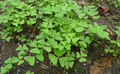 Oxalis acetosella subsp. griffithii var. formosana (Terao) S.F.Huang & T.C.Huang 臺灣山酢漿草